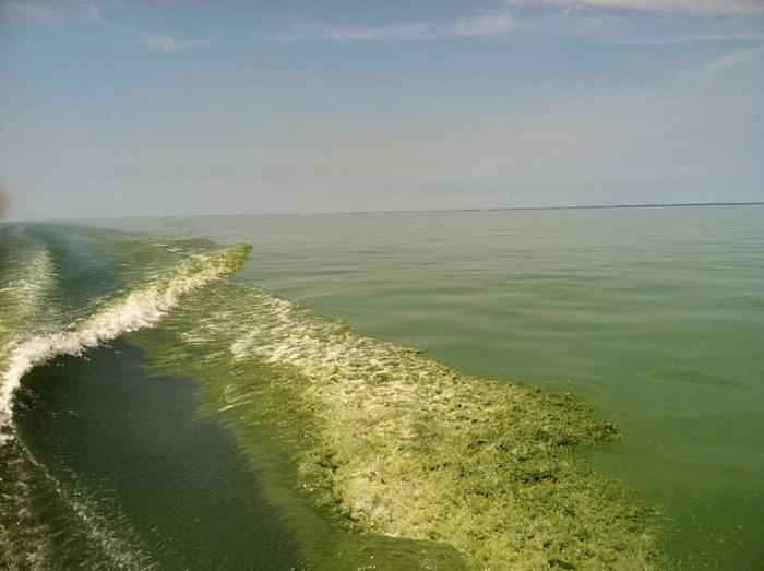 800px-Algal_bloom_in_Lake_Erie_(8740853887).jpg