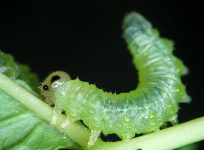 Sawfly-Larva-777x570.jpg