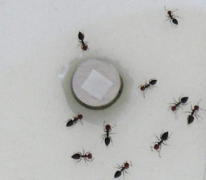 Test-Ants-for-Volatile-Repllence-777x679.jpg