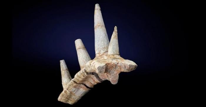 Unusual-Ankylosaur-Rib-Bone-777x402.jpg