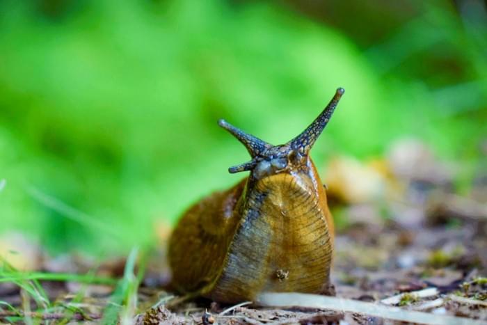 Mucus-Layer-Snail.jpg