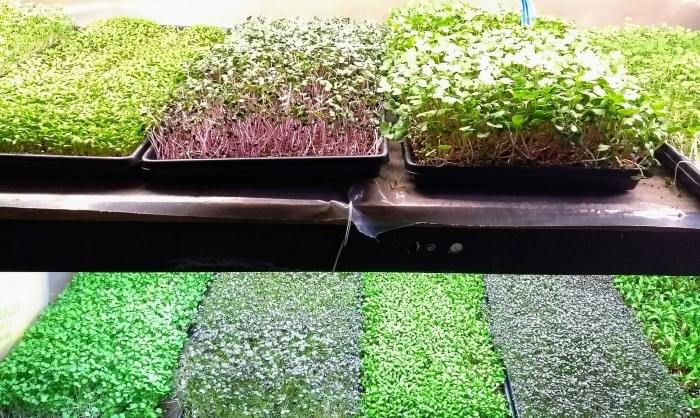 1599px-Microgreens_.jpg