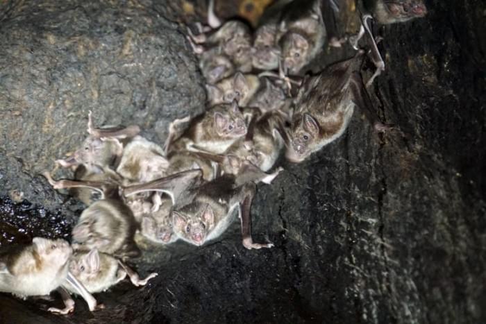 Common-Vampire-Bats-777x518.jpg