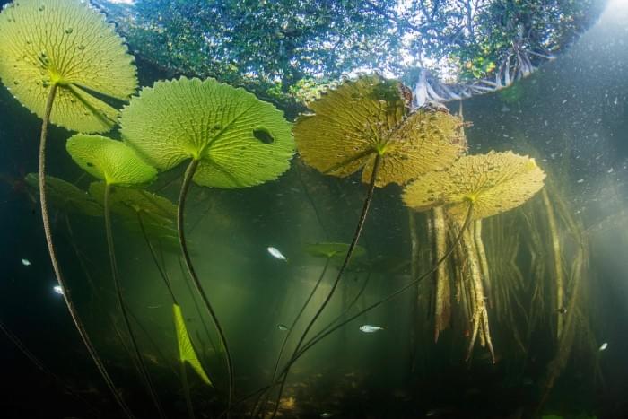 Aquatic-Life-Mangrove-Forest-2048x1367.jpg