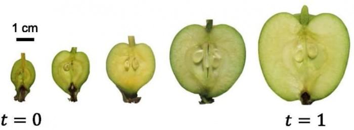 Apple-Cross-Sections-777x287.jpg