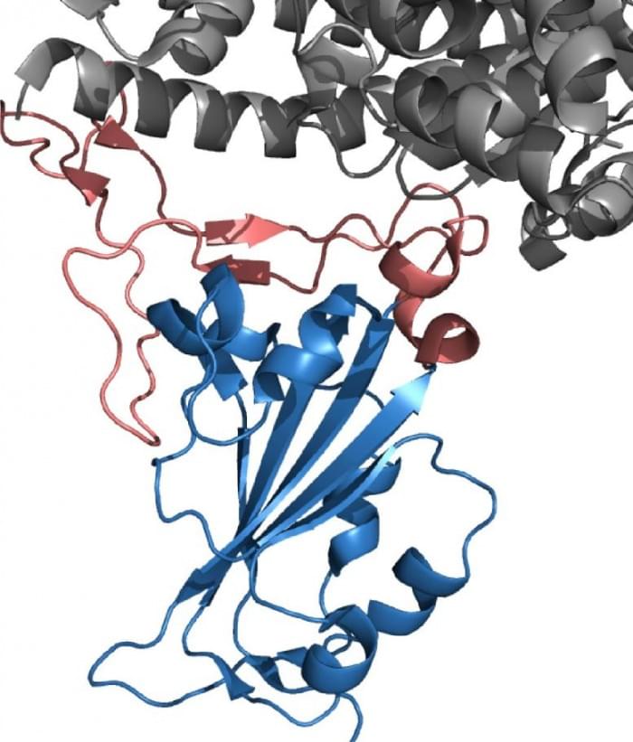 SARS-CoV-2-Receptor-Binding-Domain-777x911.jpg