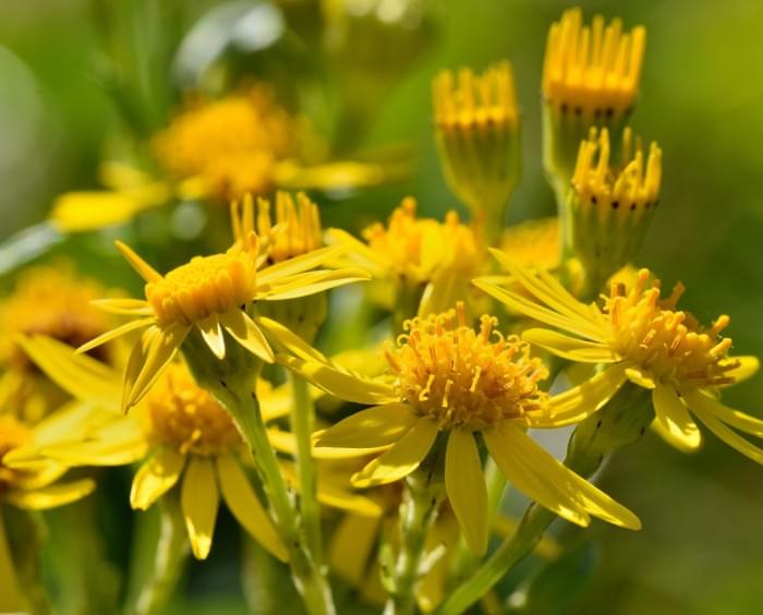 Ragwort-scaled.jpg