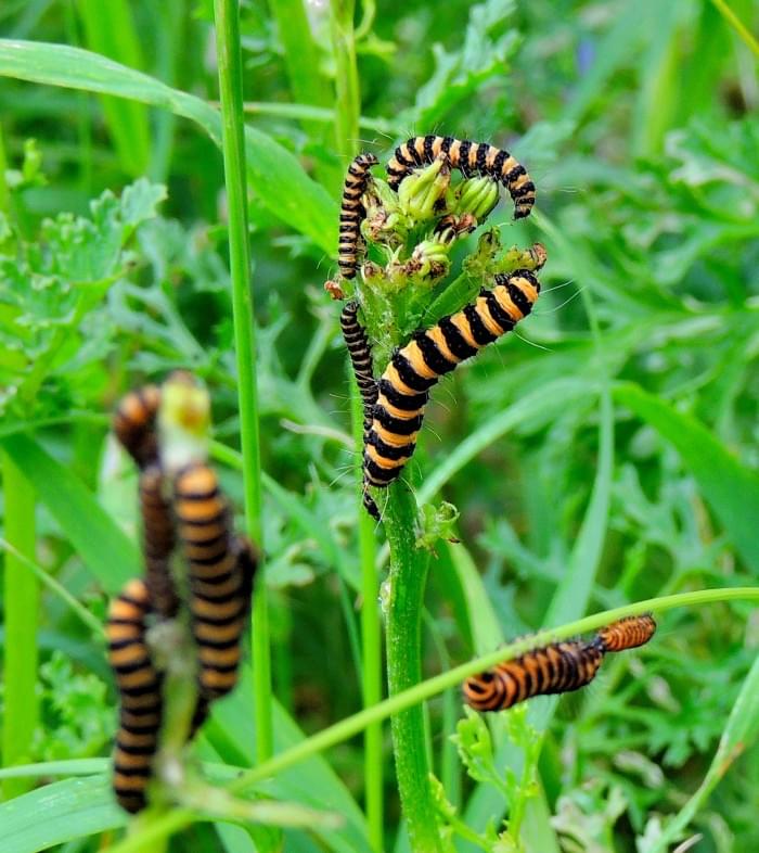 Cinnabar-Larvae-Feeding-on-Ragwort.jpg