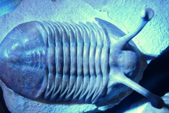 Trilobite-Fossil-From-Ordovician-Period-777x518.jpg