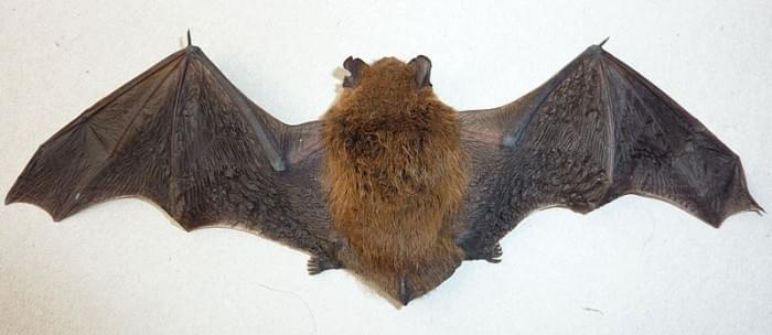 800px-Bat_back_side.jpg