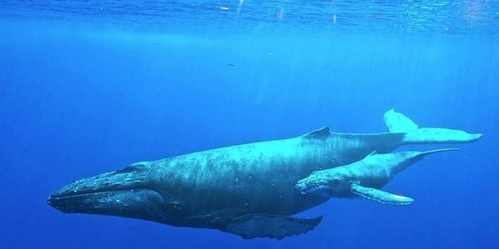 800px-Humpback_whale_with_her_calf.jpg