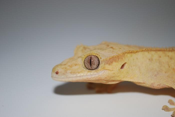 mourning-gecko-web.jpg