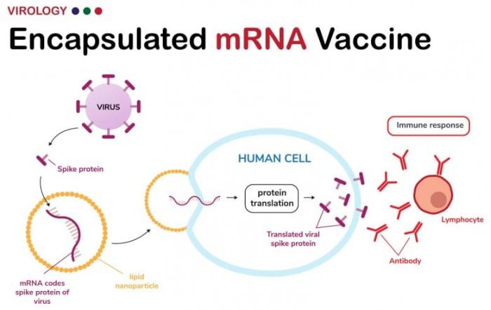 Encapsulated-mRNA-Vaccine-777x491.jpg