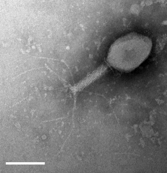 Bacteriophage-Image-777x807.jpg