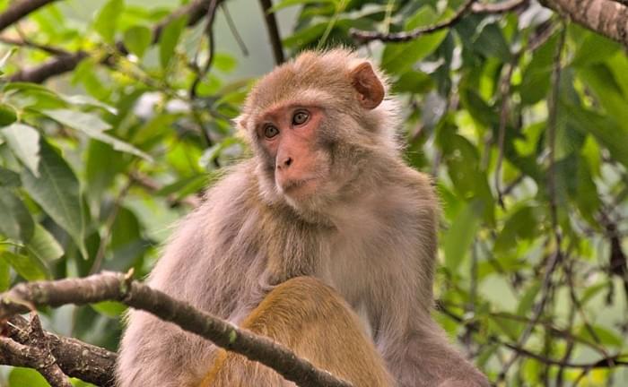 800px-Rhesus_macaque_monkey_D72_16856k_01.jpg