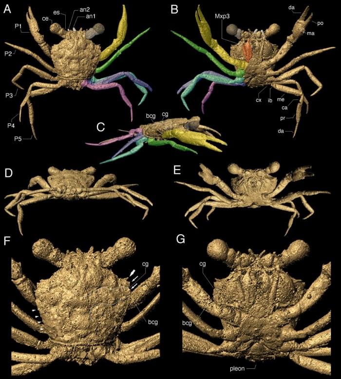 crab4.jpg