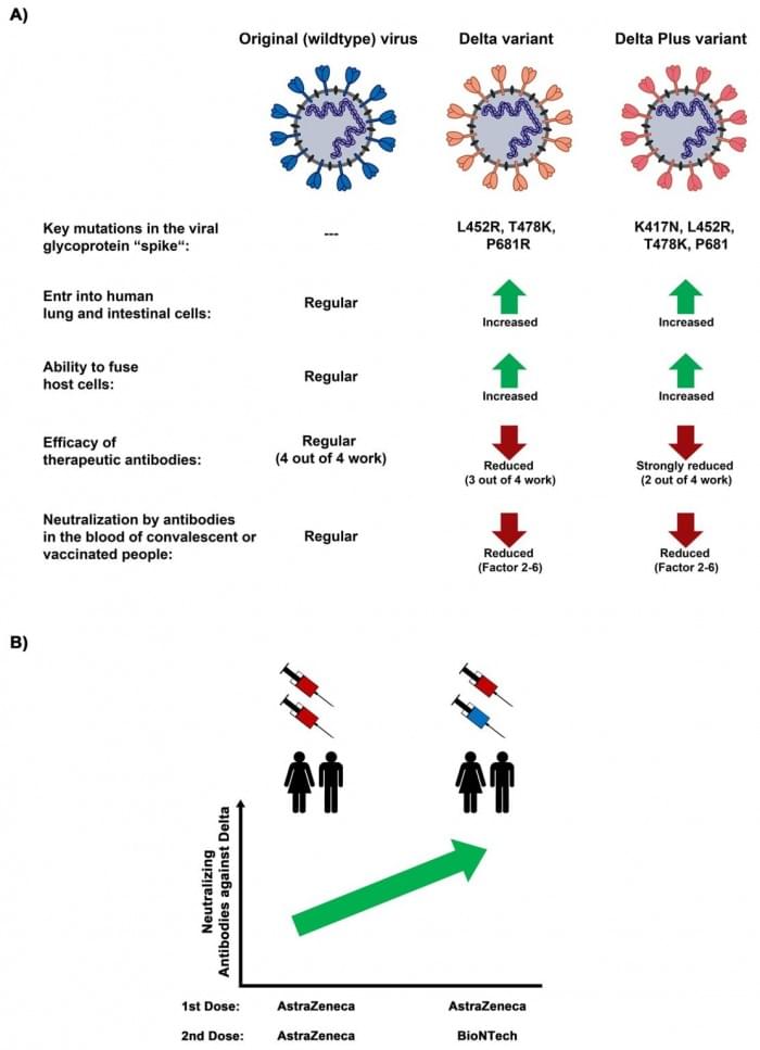 Properties-of-SARS-CoV-2-Delta-and-Delta-Plus-Variants-1112x1536.jpg