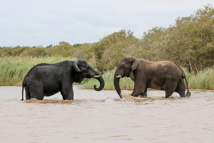 African_elephants,_Lake_St_Lucia_05.jpg