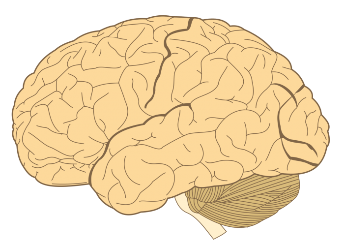 Human-brain.SVG.png