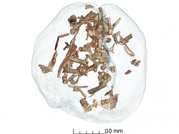 4Mussaurus-Patagonicus-Embryo-CT-Scan-2048x1536.jpg