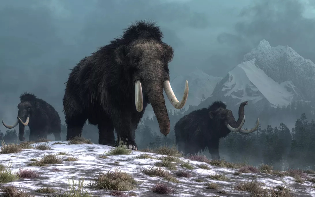 woolly-mammoths.webp