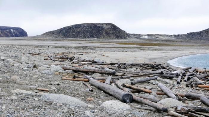 Driftwood-on-Svalbard-Beach-777x437.jpg