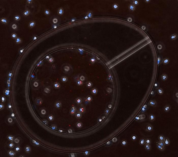 Infection-on-a-Chip.jpg