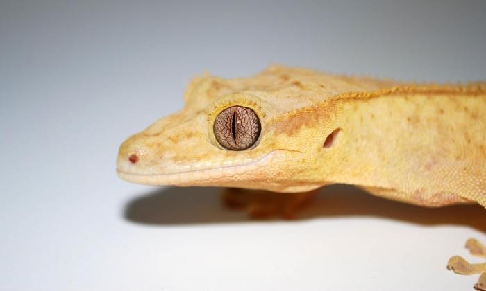 Mourning-Gecko-scaled.jpg