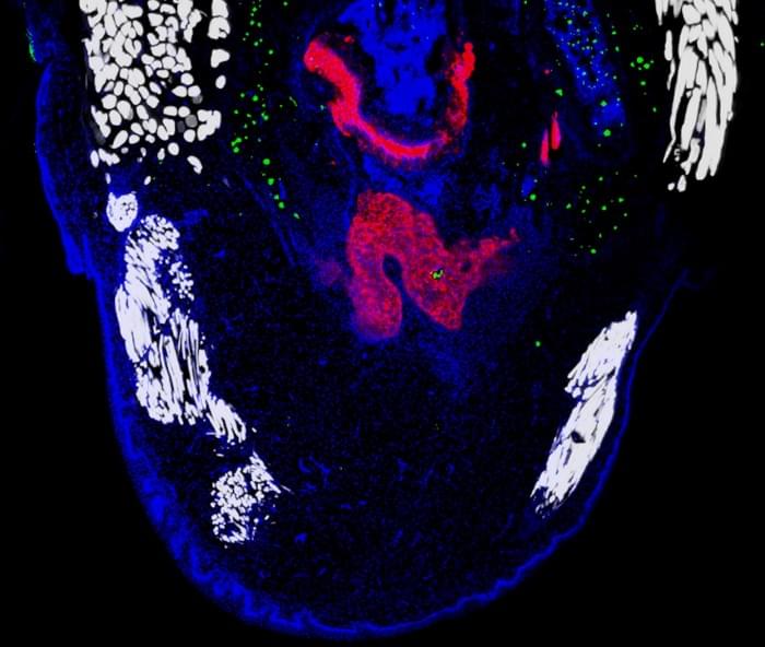 Histology-of-Mourning-Gecko-Blastema.jpg