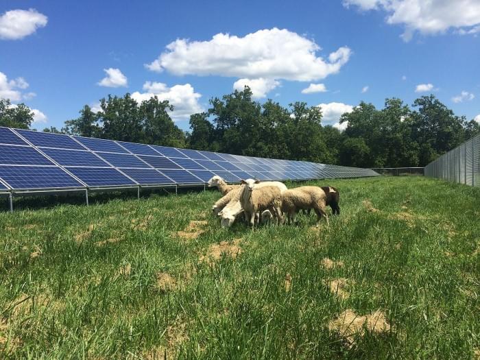 Antioch_College_solar_sheep.JPG