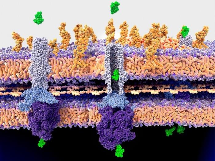 Bacteria-Cell-Wall-Antibiotic-Resistance-777x583.jpg