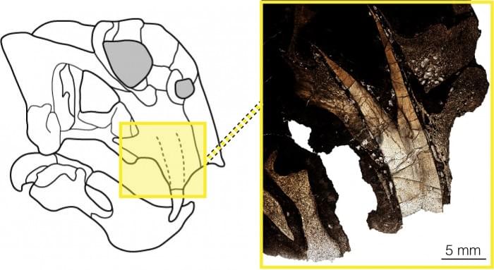 5Dicynodont-Lystrosaurus.jpg