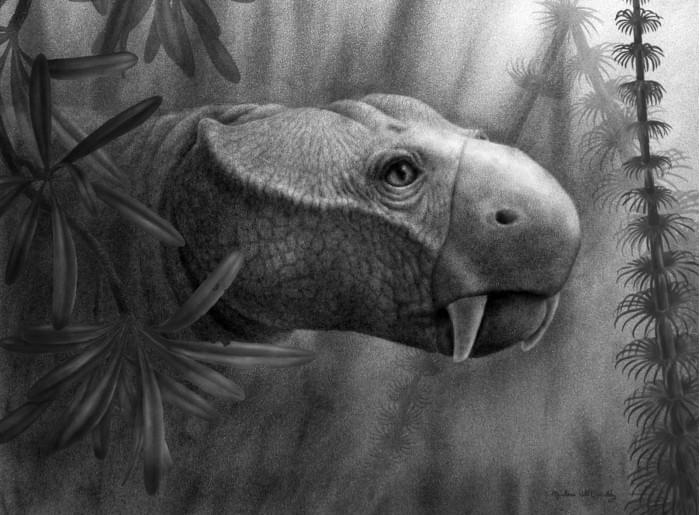 1Dicynodont-Illustration-2048x1508.jpg