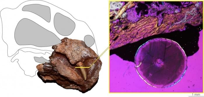 4Enlarged-Caniniforms-of-Diictodon-Have-Enamel-2048x979.jpg