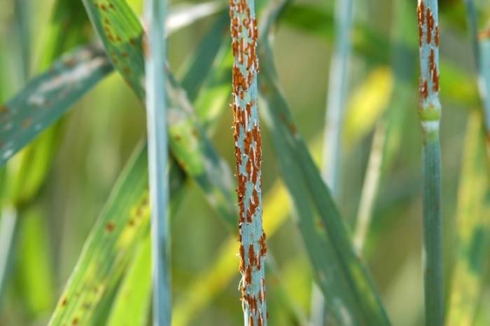 Stem-Rust-777x517.jpg