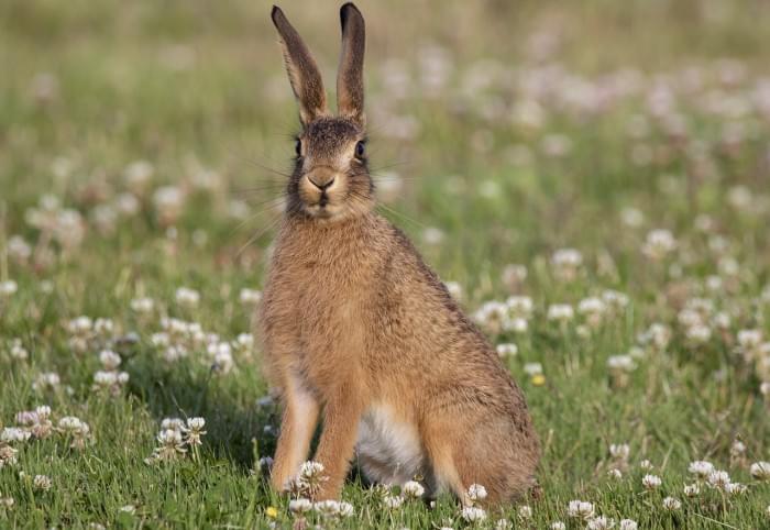 young-hare-5374705_1280.jpg