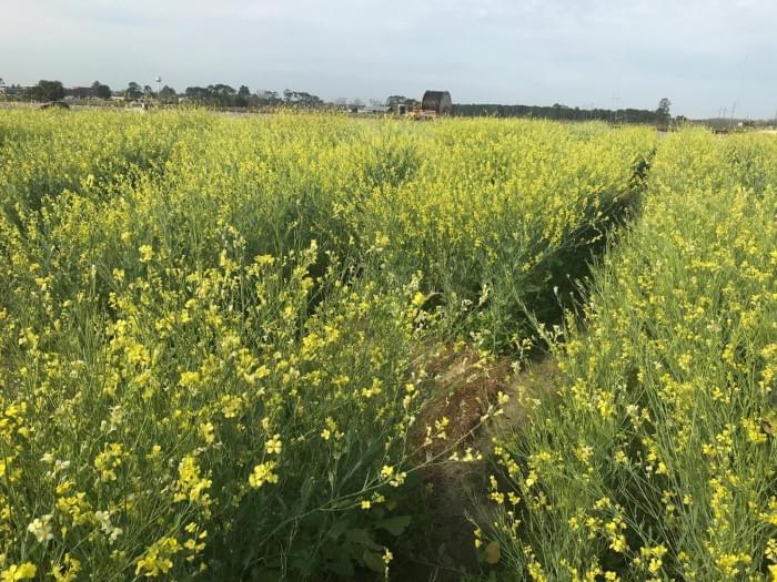 Blooming-Field-of-Carinata-2048x1536.jpg