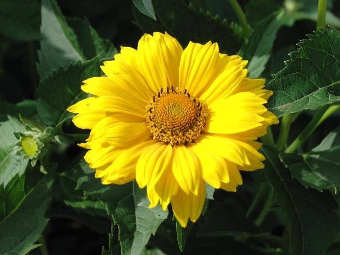 Heliopsis_scabra_01.jpg