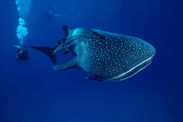 Whale-Shark-Scuba-Divers.jpg