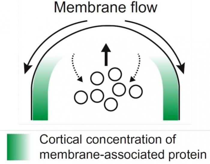 Membrane-Flow-Cell-Biology.jpg