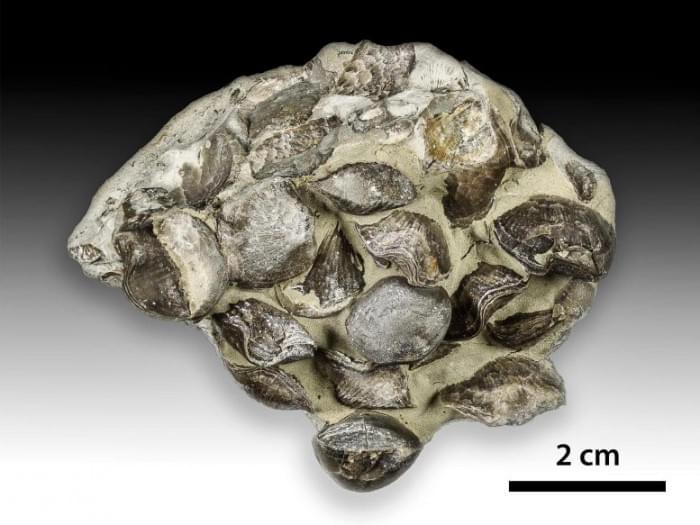 Hirnantian-Branchiopods-777x583.jpg