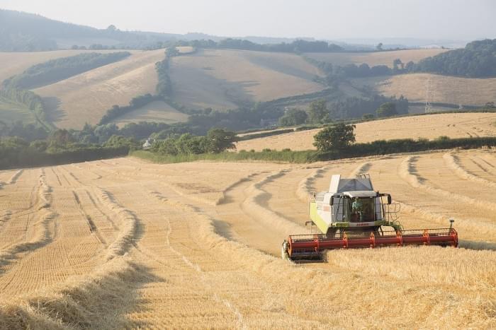 1599px-Barley_harvest_in_Ashcombe,_Devon.jpg