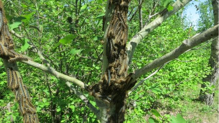 Forest-Tent-Caterpillars-on-Trees-scaled.jpg