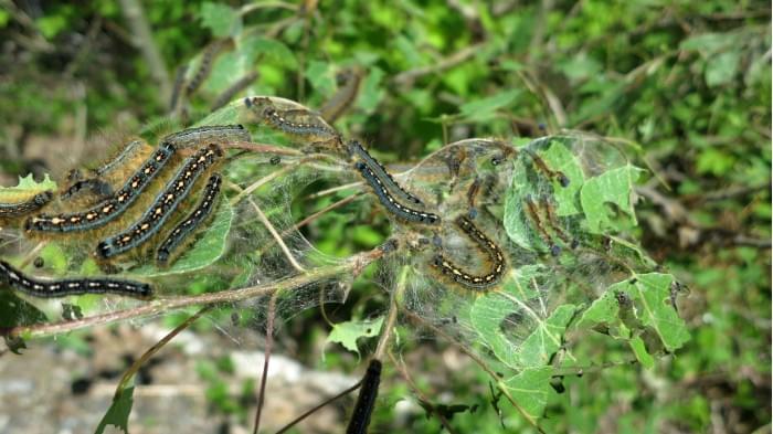 Forest-Tent-Caterpillars-Sudbury-Ontario-scaled.jpg