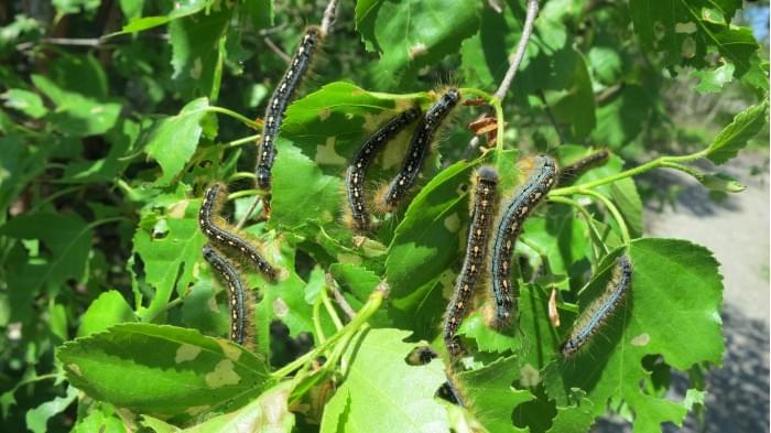 Forest-Tent-Caterpillars-on-Trees-Sudbury-Ontario-scaled.jpg