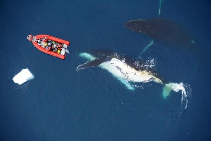 Scientists-Investigate-Humpback-Whale-777x518.jpg