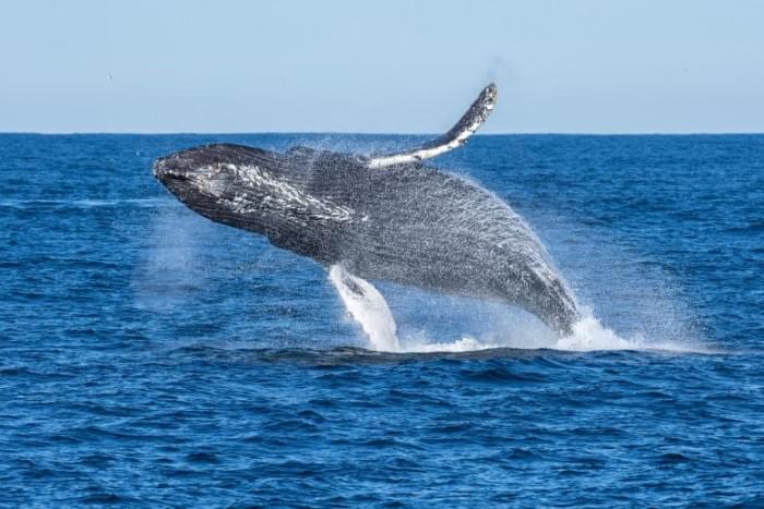 Humpback-Whale-Breaches-777x518.jpg