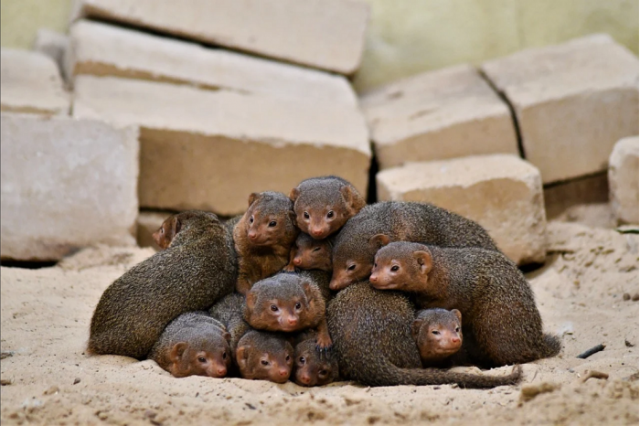 Dwarf mongooses .png