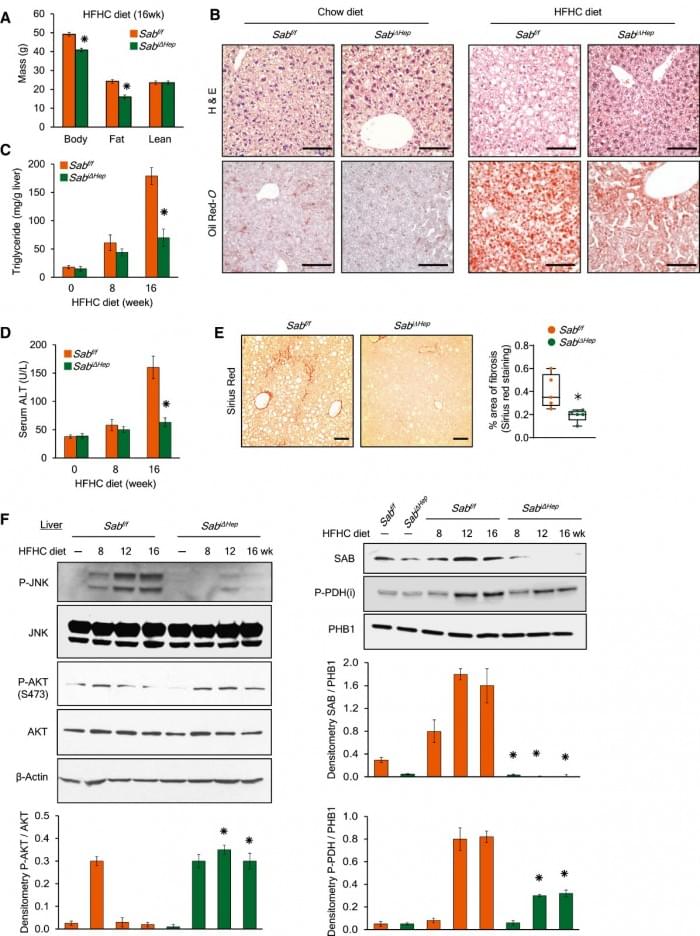 hep32083-fig-0002-m.jpg