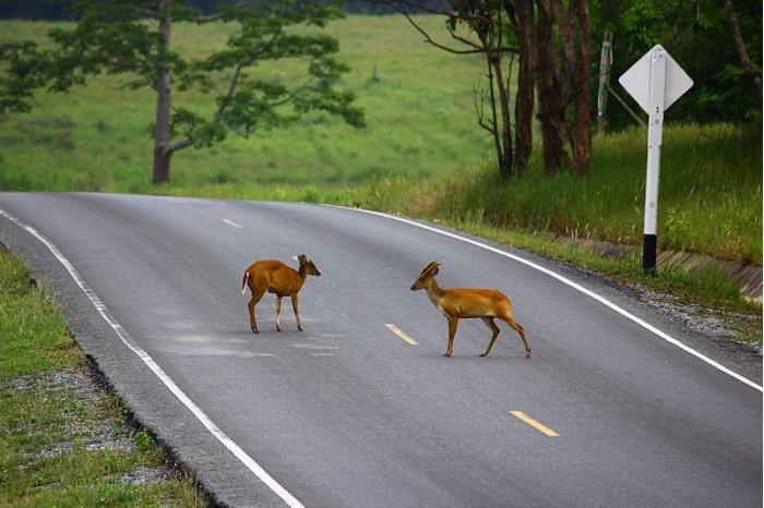 800px-Khao_Yai_National_Park_-_My_Deer_I.jpg